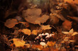 Mushroom caps amid a pile of brown leaves on the forest floor on a fall day in Germany.