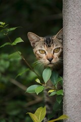 Poster - Kitten peeking behind the wall in the garden