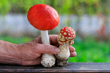 A Man Is Holding A Poisonous Mushrooms. Red Fly Agaric (amanita Muscaria).