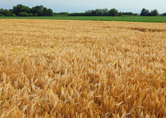 Wall Mural - wheat field with ripe ears ready for harvest in summer