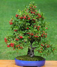 Bonsai Tree With Microscopic Red Berries Inside The Pot
