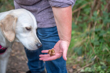 Young Golden Retriever Dog Smelling Acorns In Owners Hand 