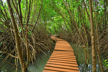  Boardwalk curving near wooden pillar in mangrove forest