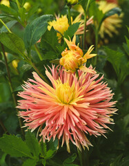 Beautiful close-up of a fimbriated dahlia