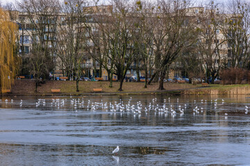 Sticker - Pond in Szczesliwicki Park in Warsaw city in Poland