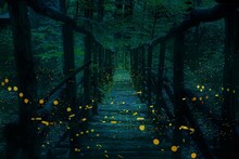 Fireflies Flying Over A Wooden Bridge In The Forest At Twilight.