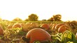 Farm field with colourful scattered pumpkins. Bright patch of farm orange pumpkins at golden hour. Pick you own pumpkins sale. Pumpkin harvest, Thanksgiving Day and Halloween season.