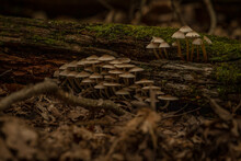 Bonnet Mushrooms On A Moss Covered Log