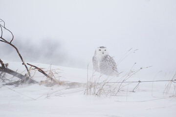 Wall Mural - snowy owl in the snow