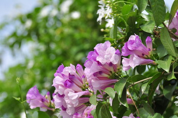 Wall Mural - Flowering plant beauty in Natur