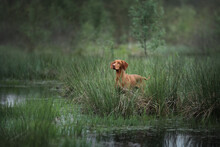 Beautiful Hungarian Vizsla Dog. Hungarian Vizsla In The Swamp