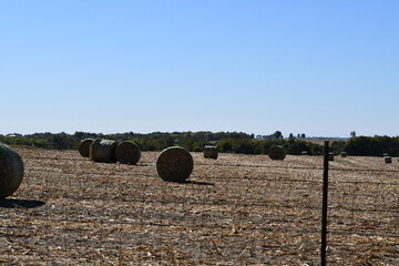 Canvas Print - Hay Bales in a Harvested Corn Field