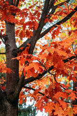 beautiful trees that turn red in autumn. red oak quercus rubra tree with red leaves in park, forest.