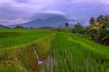 Wall Mural - Indonesian village scenery with beautiful green rice fields