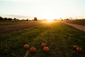 landscape in the morning at a pumpkin patch