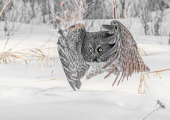 Wall Mural - Great Grey Owl hunting