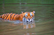 Tigers spotted in the water lake