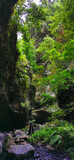 Fototapeta Las - Los Tilos Forest on the island of La Palma, a place of indescribable beauty