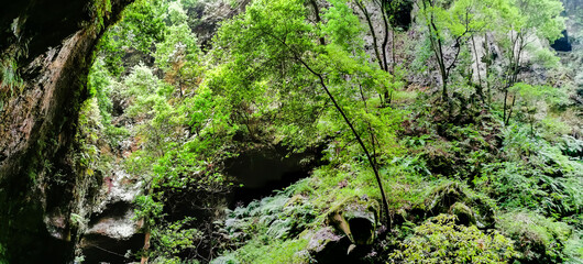 Wall Mural - Los Tilos Forest on the island of La Palma, a place of indescribable beauty