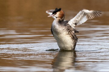 Canvas Print - Shallow focus shot of a great crested grebe coming out of the water