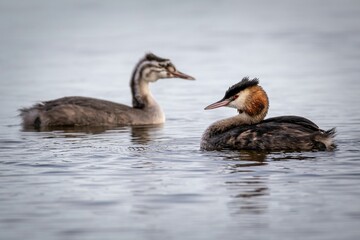 Canvas Print - Shallow focus shot of a great crested grebes swimming in the water