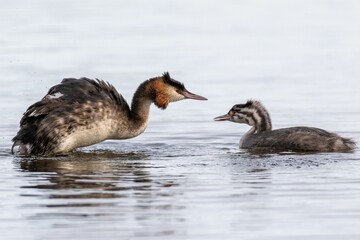 Canvas Print - Shallow focus shot of a great crested grebes swimming in the water