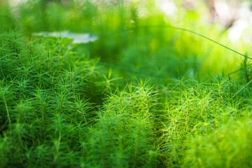 Closeup of Polytrichum commune or common haircap, great golden maidenhair, great goldilocks, haircap moss in sunlight