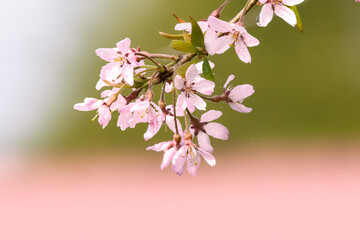 Canvas Print - 朝露に濡れる満開のしだれ桜