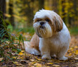 shih tzu dog sits on the road in the park in autumn