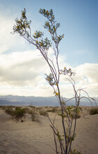 Desert Creosote Bush With Dunes And Clouds