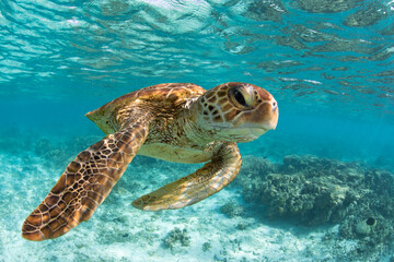 Green Sea Turtle swimming in the crystal clear lagoon at Lady Elliot Island on the Great Barrier Reef.