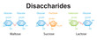 Chemical Illustration of Disaccharides. Maltose, Sucrose And Lactose. Colorful Symbols. Vector Illustration.