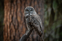 Great Gray Owl In The Pine Forest Sitting On A Limb