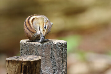 little chipmunk sitting on platform