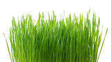 Fototapeta Zwierzęta - .Green wheat grass isolated on white background