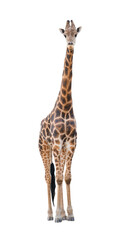 Sticker - giraffe isolated