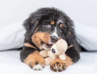 Poster - Playful Bernese mountain dog puppy lying on a bed under white blanket at home and hugging favorite toy bear