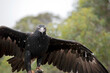 the wedge tailed eagle is the largest eagle in Australia