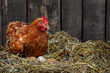 brown hen sits on the eggs in hay inside chicken coop