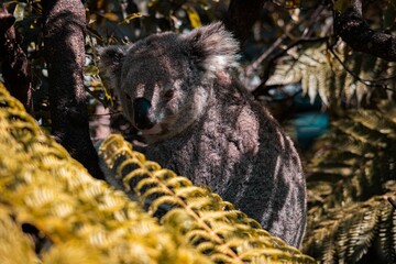 Poster - Closeup of an adorable koala sitting on a tree