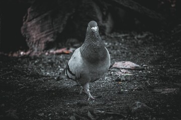 Sticker - Closeup of an adorable rock dove standing on the ground