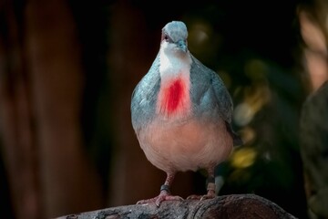 Sticker - Closeup of an adorable luzon blood-chested pigeon standing on the rock