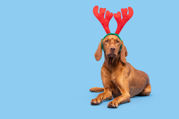 Wall Mural - Dog Christmas Banner. Vizsla wearing xmas reindeer antlers full length studio portrait on pastel blue background. Merry Christmas.