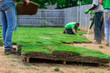 © William J. Adams - Landscaping crew workers laying new sod grass in a fenced backyard
