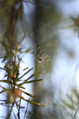 Poster - Vertical selective focus of a spider on a web between tree branches  in the forest