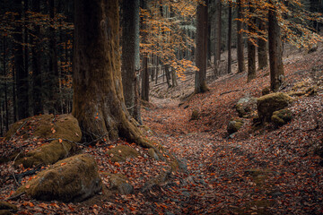 Wall Mural - Herbst im Wald mit Pilzen, Moos, bunte Blätter und Bäume in Bayern