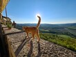 © PaulvSchijndel - A cat walking on the fortress walls of the little town of Motovun, Istria, Croatia. While the end of his tail is touching the sun.