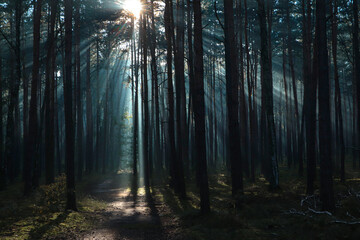 Wall Mural - Majestic view of forest with sunbeams shining through trees in morning