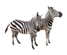 Two Zebra Isolated And Save As To PNG File