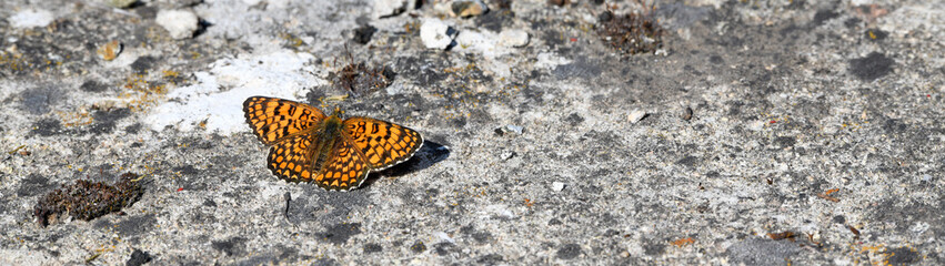 Sticker - Knapweed fritillary // Flockenblumen-Scheckenfalter (Melitaea phoebe) - Prespa National Park, Greece